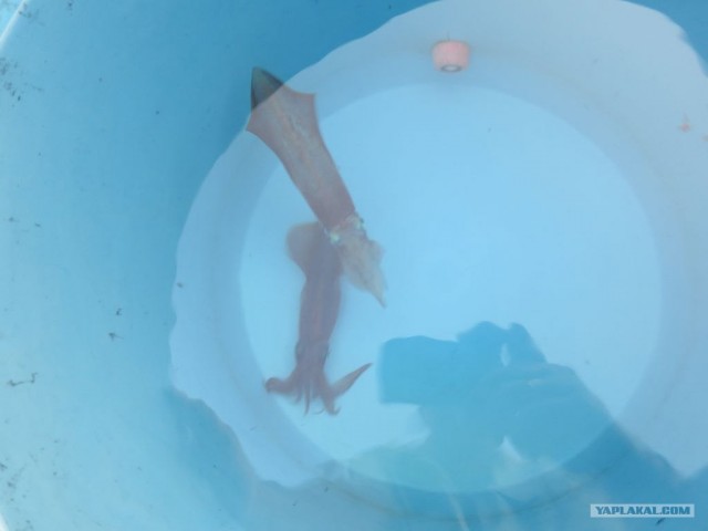 Рыбалки псто