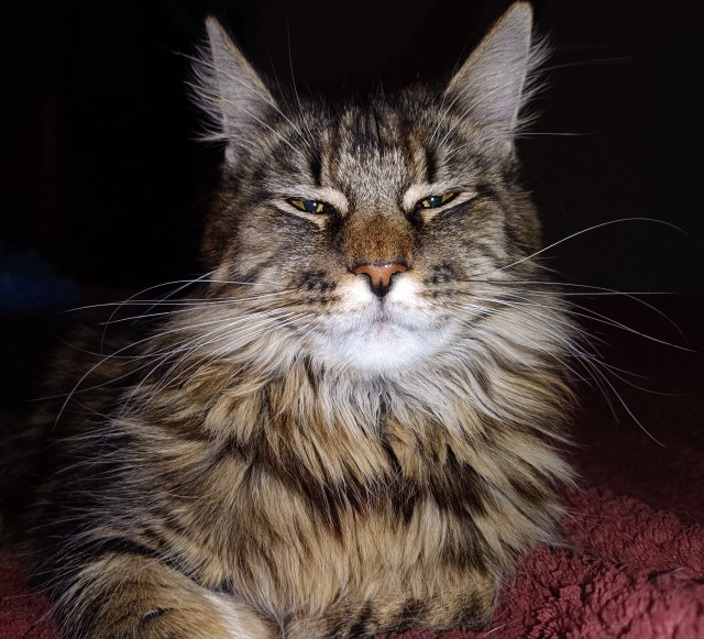 Кошка