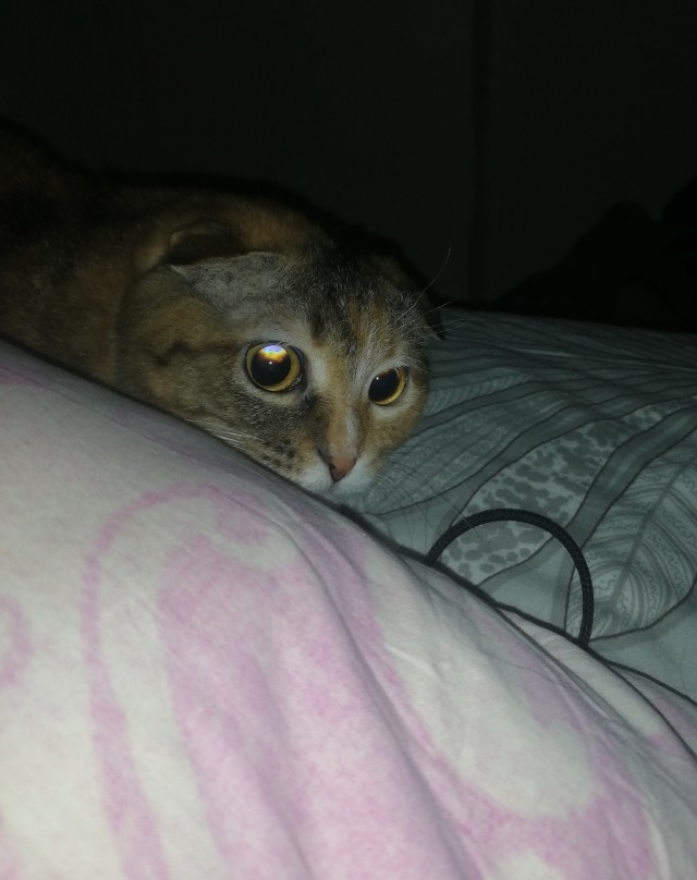 Котовторник, пополнение