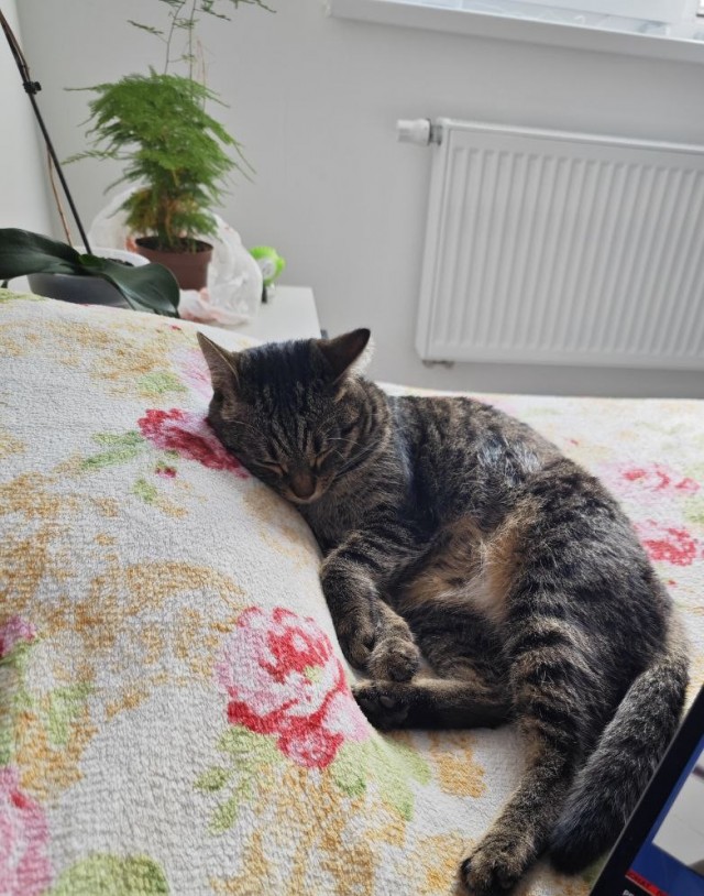Мой котовторник..