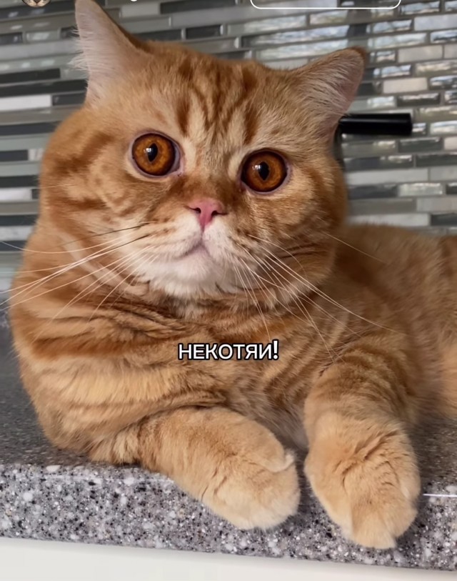 Инстинкт охотника