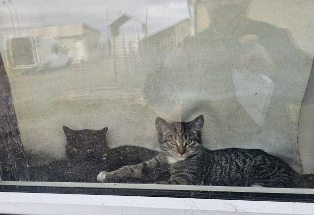 Котовторник 7.11.23