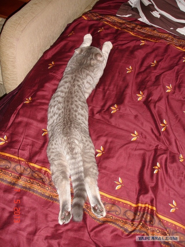 Котовторник  07.05.2013