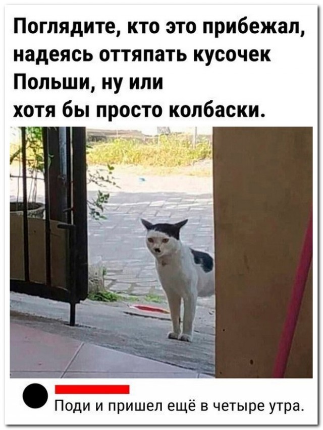 Забавные комментарии из социальных сетей (25.03.24)