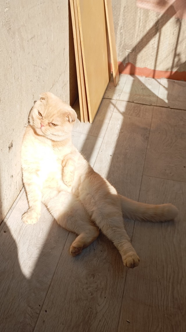 Котовторник!