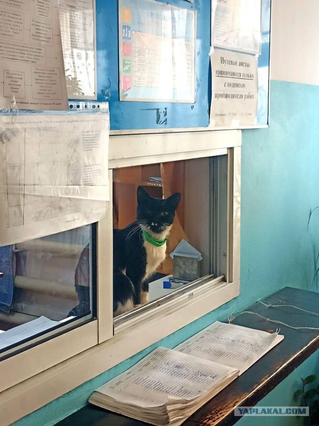 Коты, которые работают на заводах