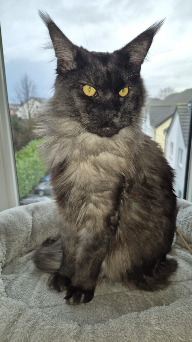 Котовторник