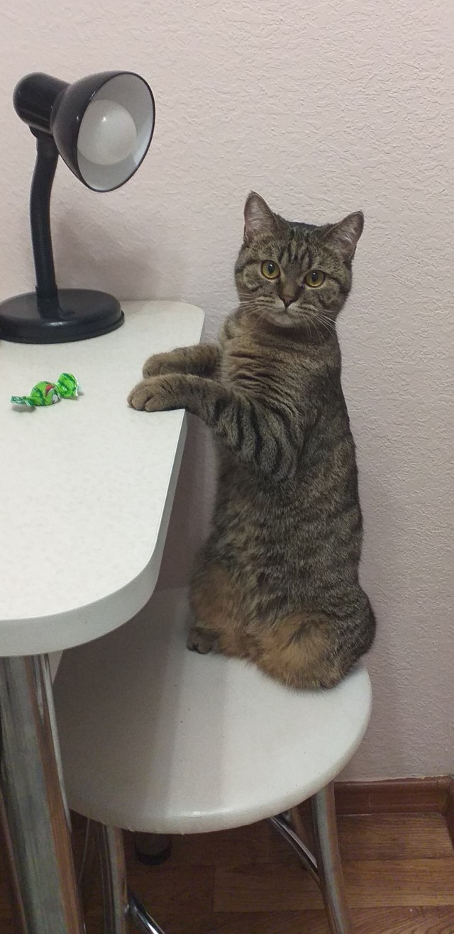 К котовторнику. Кот Роршаха