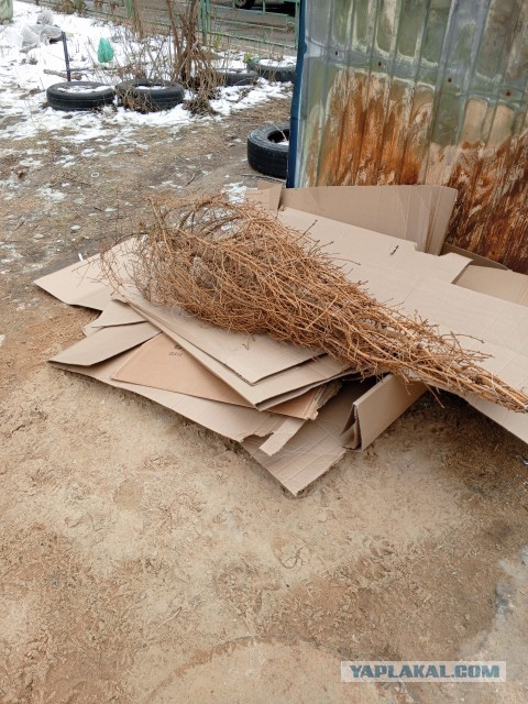 Сегодня выкинул  наконец-то елку. Весна пришла.