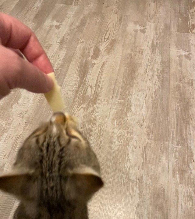 К котовторнику