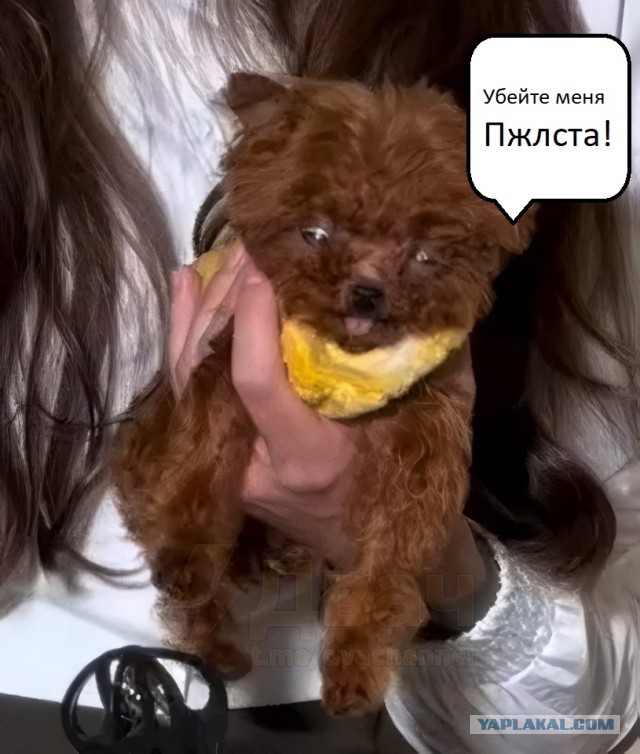 Это уже не собака, а собакосодержащий продукт: