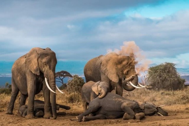 Слоны - единственные животные, у которых есть ритуал захоронения