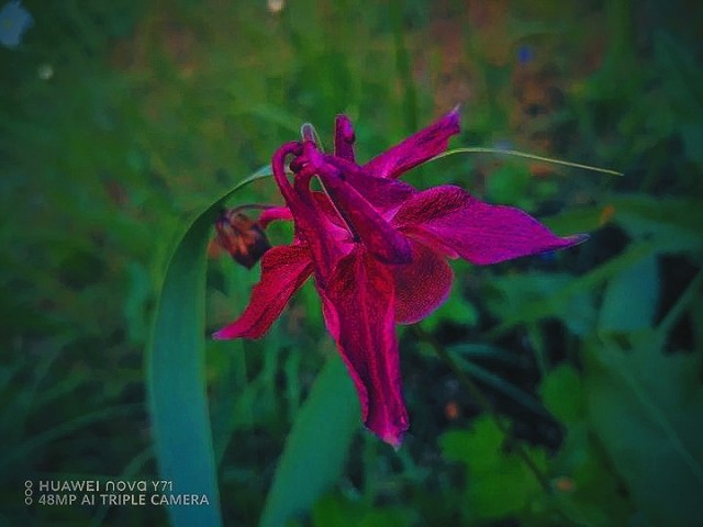 Фотография цветущего растения