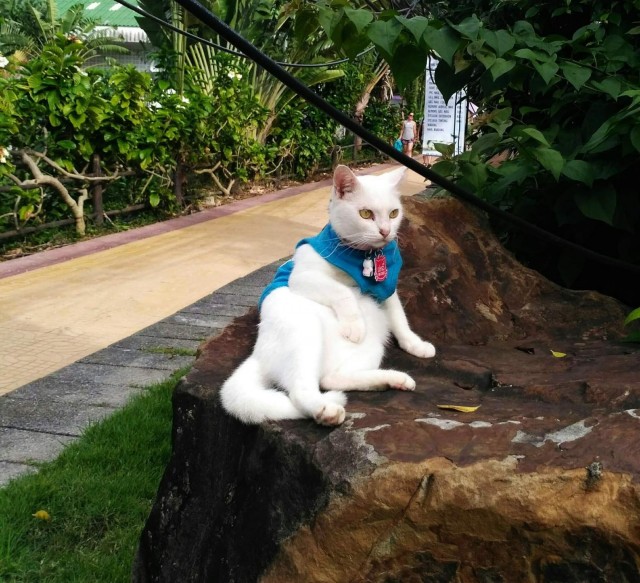 Турецкий кот.