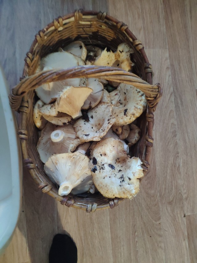 Рыжики( грибы).