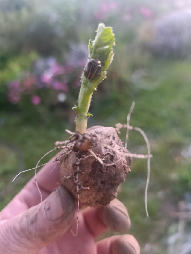 Вот зараза.