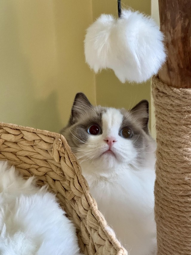 Зимняя шубка — это не шутка (котовторник)