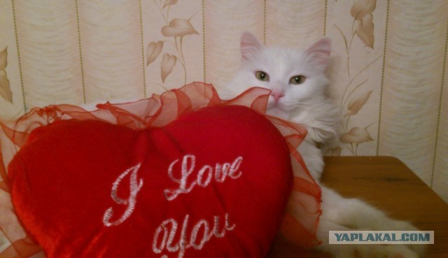 Котовторник 9.07.2013