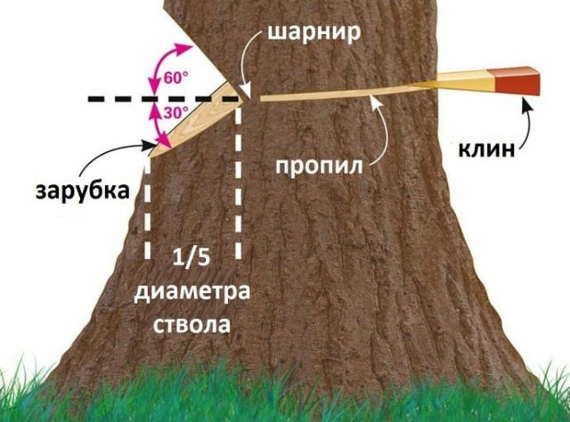 Безопасный метод валки деревьев