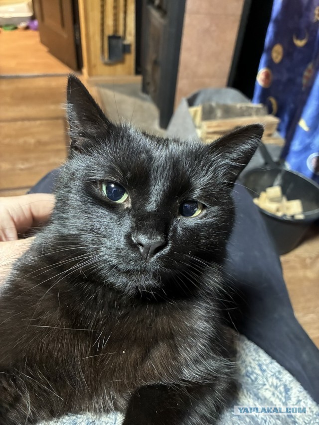 Котовторник же!