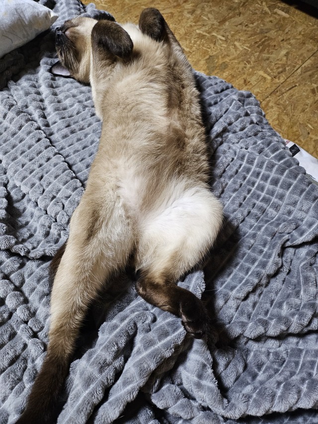 Бааарсик)