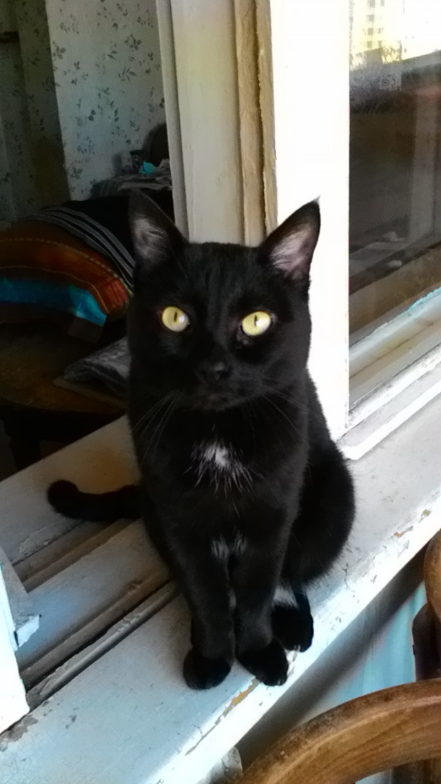 Любвеобильные котики