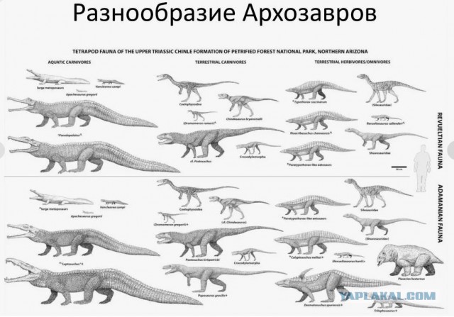 Больше, чем просто рептилия. Совершенство крокодила вывело хладнокровных на новый уровень