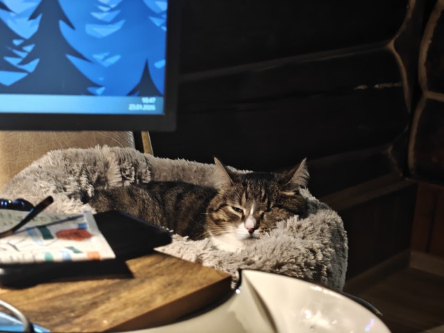 Наши коты