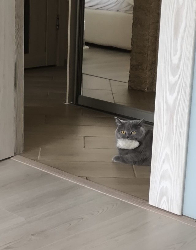 С котовторником))