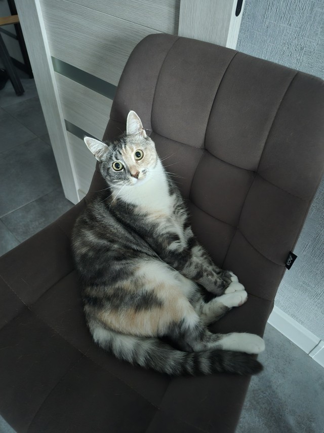 Котовторник#
