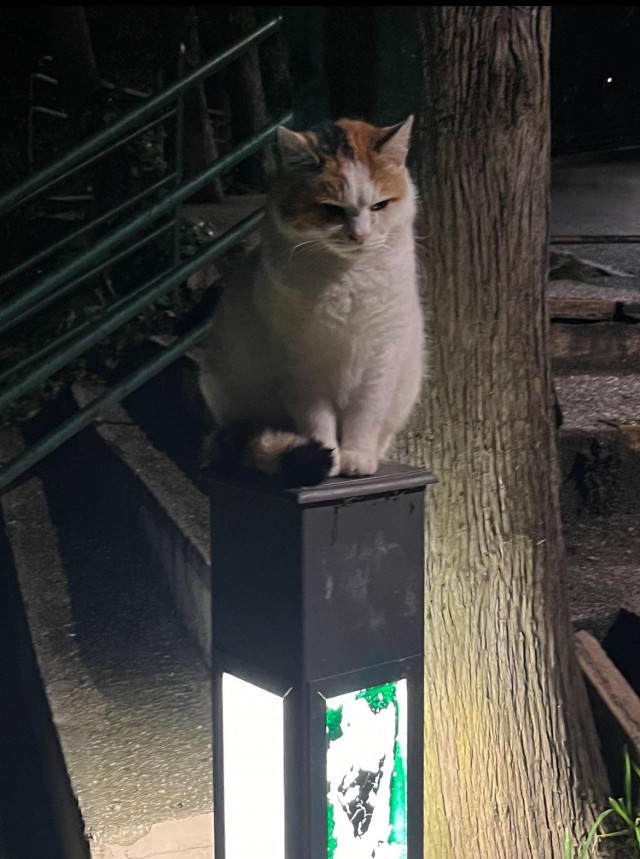Уличных трёхцветных кошек тред