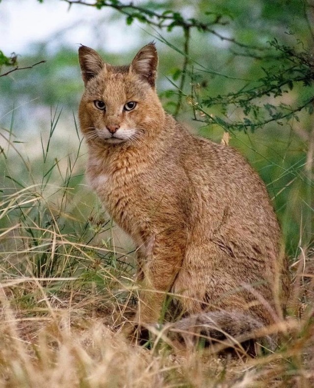 Камышовый кот. Котовторник же.