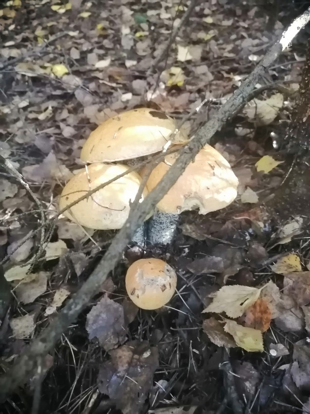 Все краски осени