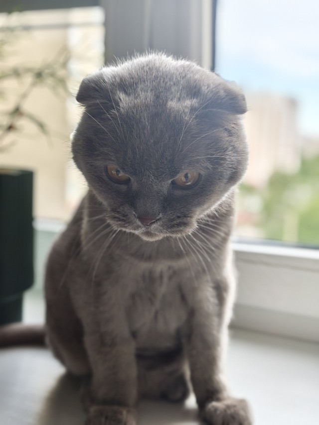 К котовторнику: знакомтесь: Сёма