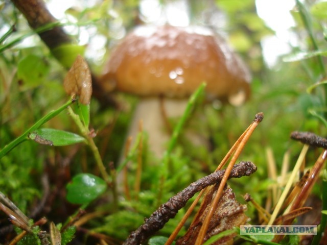 Грибной рай