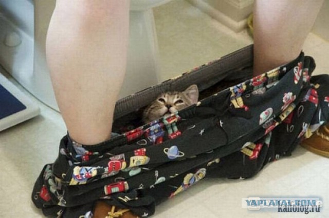 А где прячется ваш кот?