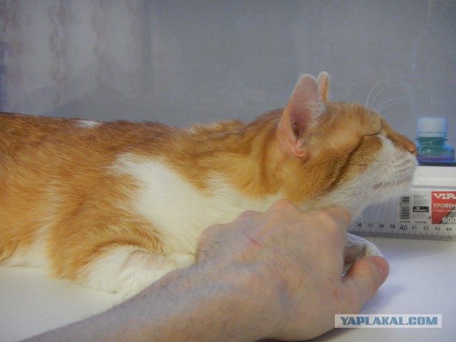 Ищу хозяев для кота (в Уфе)