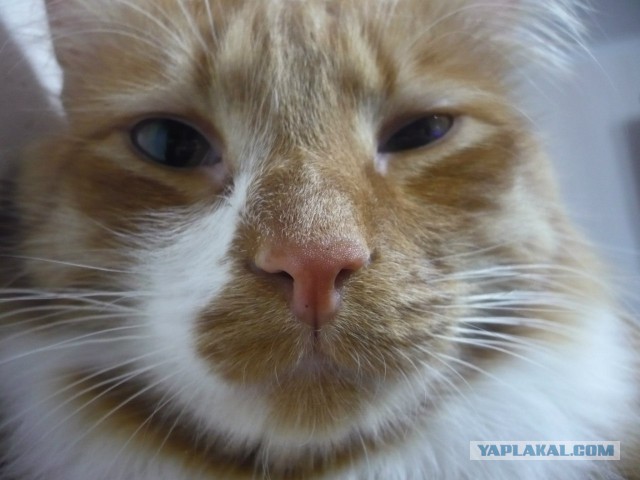 Котовторник  08.04.2014