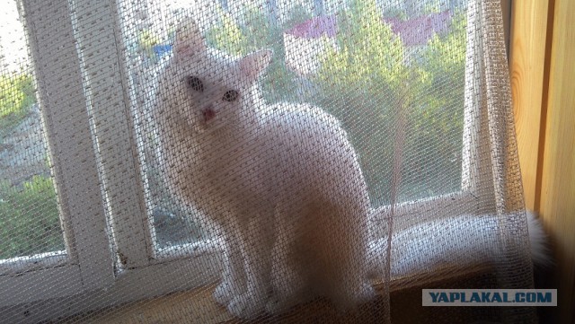 Котовторник 10.06.2014