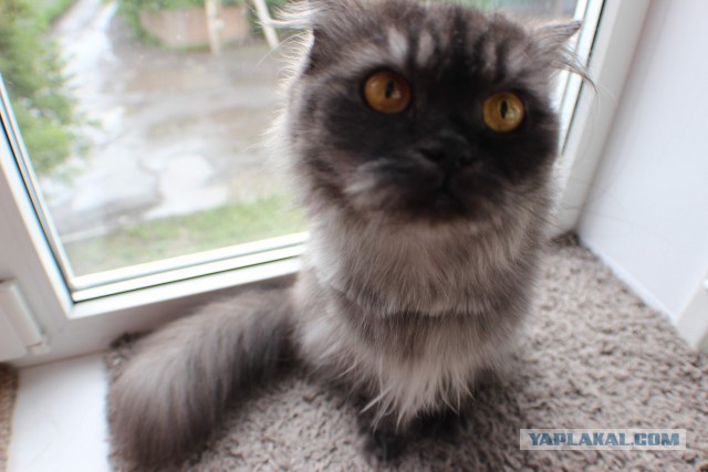 Котовторник 15.07.2014.
