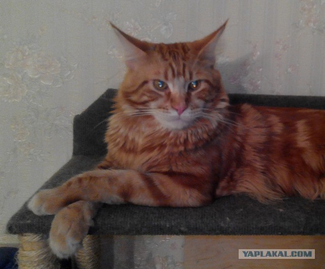 Котовторник 04.11.2014