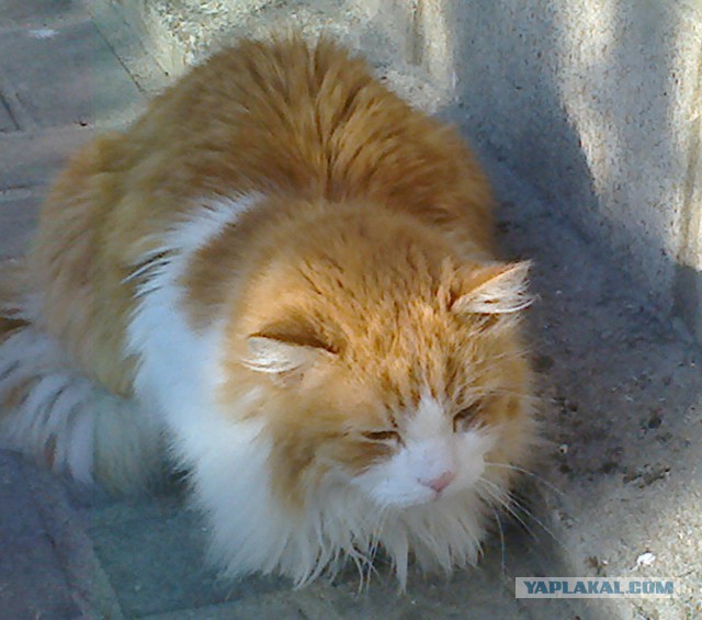 Котовторник