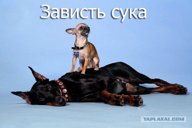 Эти собаки даже не представляют, насколько огромны