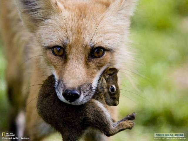 Лучшие фото от National Geographic