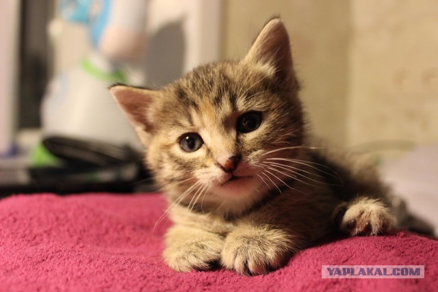Котовторник 28.07.2015