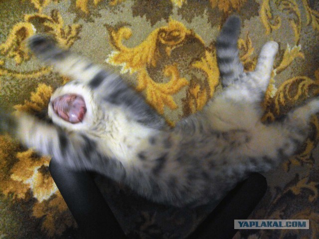 Котовторник 28.07.2015