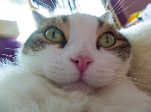 Котовторник