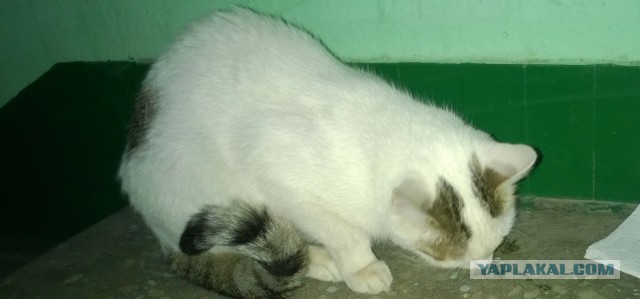 Коту нужен хозяин