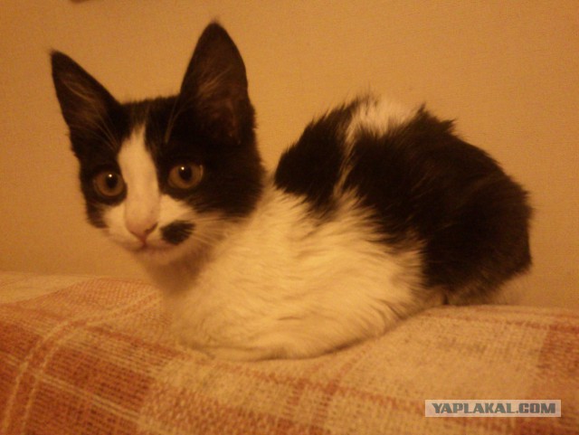 Котовторник 02.02.2016