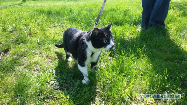 Котовторник 26.07 2016